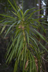 Cordyline stricta