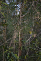 Allocasuarina torulosa