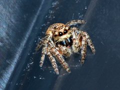 Opisthoncus parcedentatus