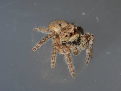 Opisthoncus parcedentatus