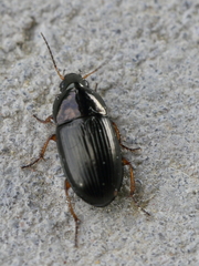 Amara familiaris