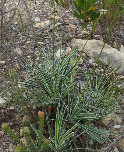 Image of Ficinia truncata by (c) Nicola van Berkel, some rights reserved (CC BY-SA)