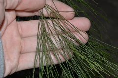 Allocasuarina torulosa