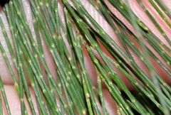 Allocasuarina torulosa