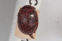 Trachymela pustulosa