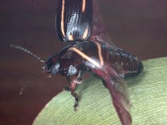 Paropsisterna lineata