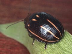 Paropsisterna lineata