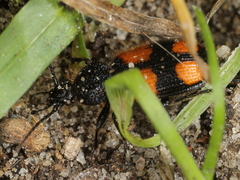 Panagaeus bipustulatus