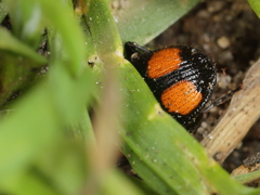 Panagaeus bipustulatus