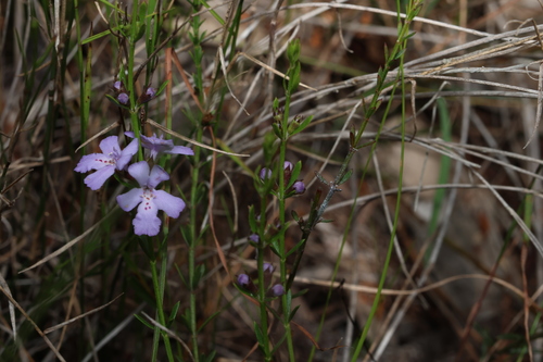 Image of Westringia tenuicaulis by (c) Greg Tasney, some rights reserved (CC BY-SA)