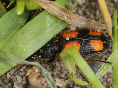 Panagaeus bipustulatus