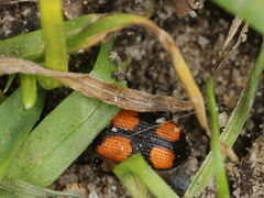 Panagaeus bipustulatus