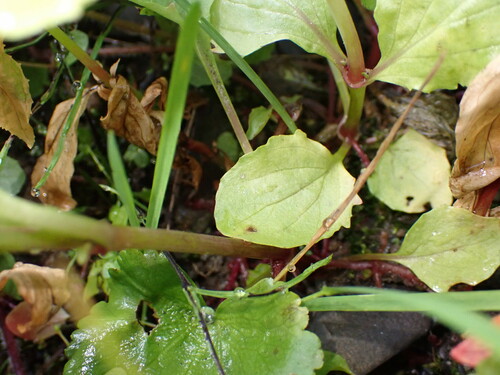 Image of Erythranthe veronicifolia by (c) elik03, some rights reserved (CC BY)