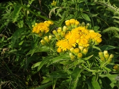 Pentanema germanicum