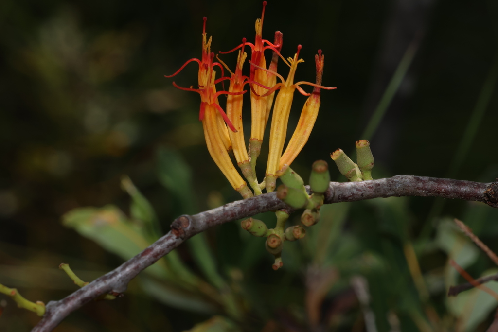 Long-flower Mistletoe
