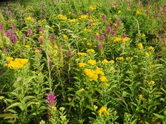 Pentanema germanicum