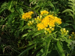 Pentanema germanicum