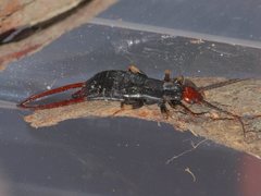 Nesogaster ruficeps