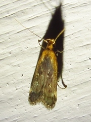 Dichomeris costarufoella