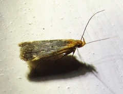 Dichomeris costarufoella