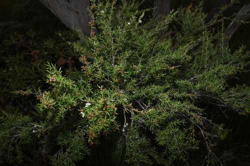 Image of Leptospermum polygalifolium by (c) Greg Tasney, some rights reserved (CC BY-SA)