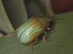 Calomela pallida