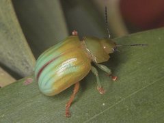 Calomela pallida