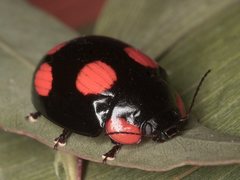 Paropsisterna sexpustulata