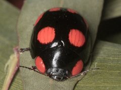 Paropsisterna sexpustulata