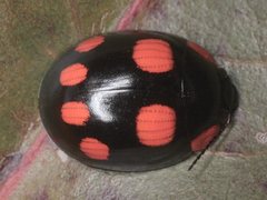 Paropsisterna sexpustulata