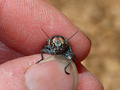 Buprestis lyrata