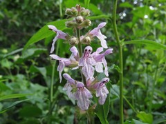 Stachys latidens