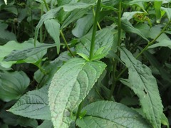 Stachys latidens