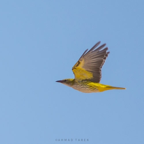 Eurasian Golden Oriole