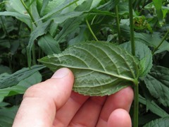 Stachys latidens