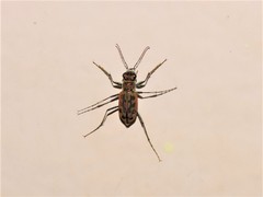 Lophyra cancellata