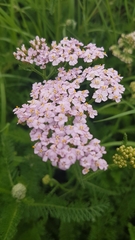 Achillea millefolium