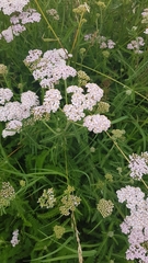 Achillea millefolium