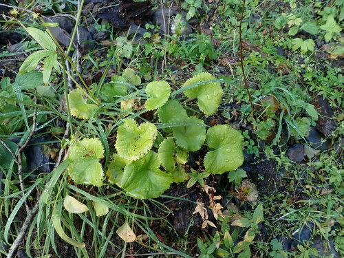 Caltha biflora (Caltha biflora)