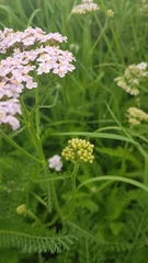 Achillea millefolium