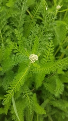 Achillea millefolium