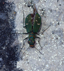 Cicindela depressula