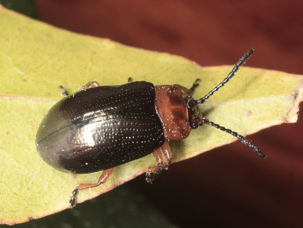 Lamprolina binotata