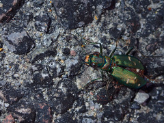 Cicindela depressula