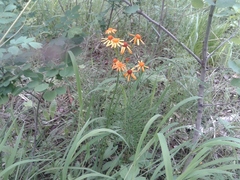Tephroseris porphyrantha