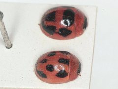 Peltoschema jucundum