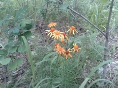 Tephroseris porphyrantha