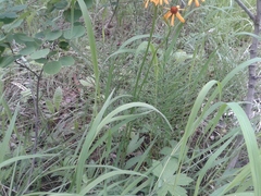 Tephroseris porphyrantha