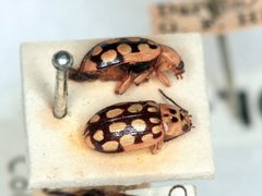 Phola octodecimguttata