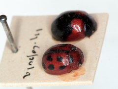 Peltoschema basicolle